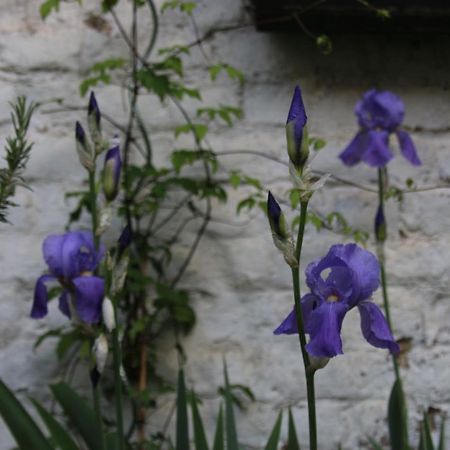 B&B Les Iris Βρυξέλλες Εξωτερικό φωτογραφία