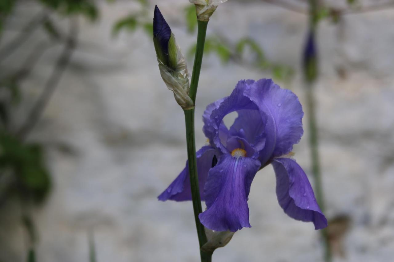 B&B Les Iris Βρυξέλλες Εξωτερικό φωτογραφία