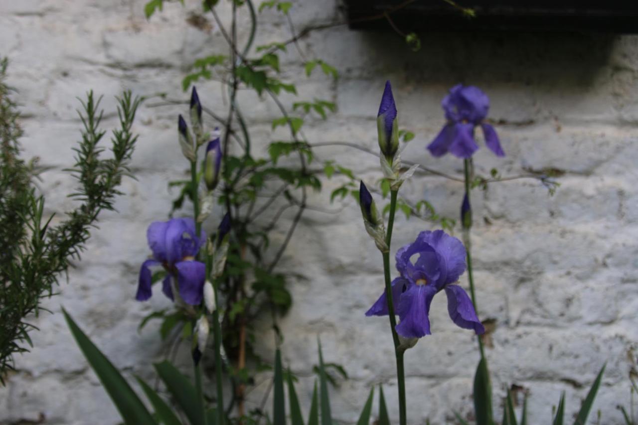B&B Les Iris Βρυξέλλες Εξωτερικό φωτογραφία